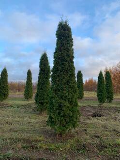 Туя западная Малониана (Malonyana)