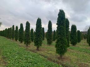 Туя западная Малониана (Malonyana)