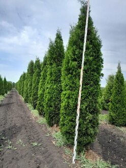 Туя западная Малониана (Malonyana)