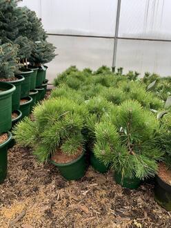 Сосна черная Хорнибрукиана (Hornibrookiana)