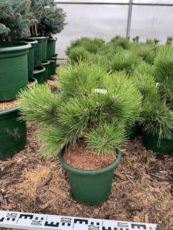 Сосна черная Хорнибрукиана (Hornibrookiana)