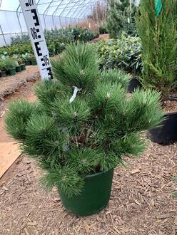 Сосна черная Хорнибрукиана (Hornibrookiana)