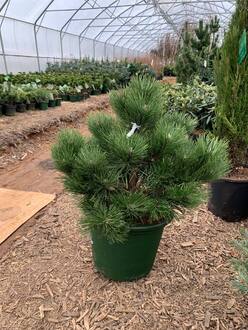 Сосна черная Хорнибрукиана (Hornibrookiana)