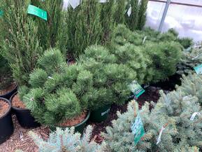 Сосна черная Хорнибрукиана (Hornibrookiana)