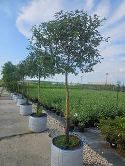 Боярышник кроваво-красный шар на штамбе