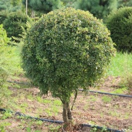 Боярышник однопестичный (Crataegus monogyna) шар на штамбе