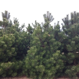 Сосна черная Пинус нигра (Pinus nigra)