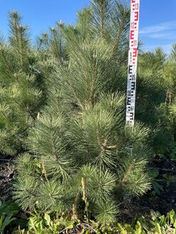 Сосна черная Пинус нигра (Pinus nigra)