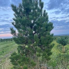 Сосна черная Пинус нигра (Pinus nigra)