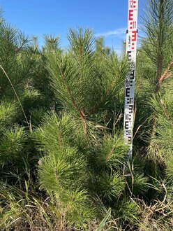 Сосна черная Пинус нигра (Pinus nigra)