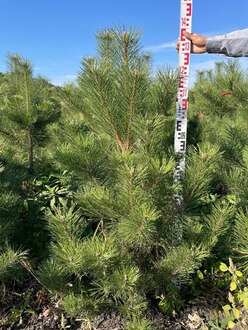 Сосна черная Пинус нигра (Pinus nigra)