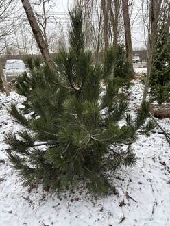 Сосна черная Пинус нигра (Pinus nigra)