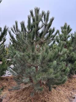 Сосна черная Пинус нигра (Pinus nigra)