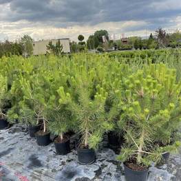 Сосна черная Пинус нигра (Pinus nigra)