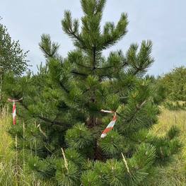 Сосна черная Пинус нигра (Pinus nigra)
