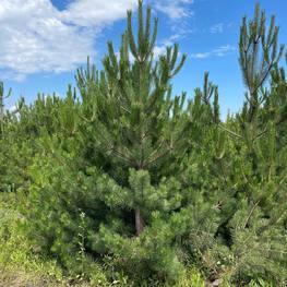 Сосна черная "Pinus nigra"