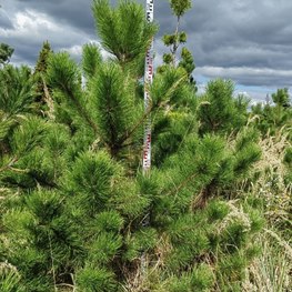 Сосна черная Пинус нигра (Pinus nigra)