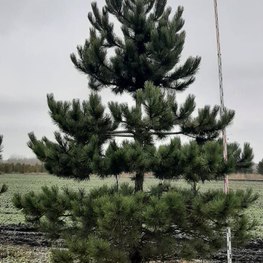 Сосна черная Пинус нигра (Pinus nigra)