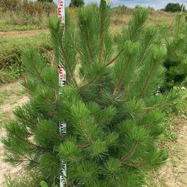 Сосна черная Пинус нигра (Pinus nigra)
