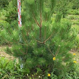 Сосна черная Пинус нигра (Pinus nigra)