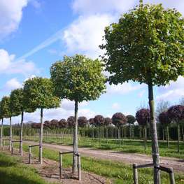 Липа крупнолистная шар на штамбе