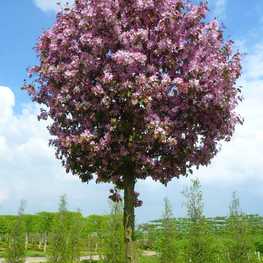 Яблоня гибридная Рудольф (Rydolph) шар на штамбе