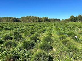 Стриженная сосна горная Пинус муго (Pinus mugo)
