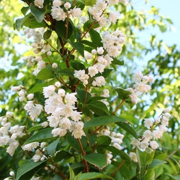 Дейция шершавая Скабра (Scabra)