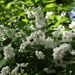 Дейция великолепная Магнифика (Magnifica)