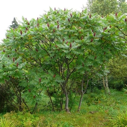 Сумах уксусный "Rhus typhina"