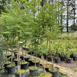 Сумах уксусный Рус тифина (Rhus typhina)