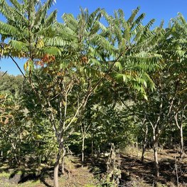 Сумах уксусный Рус тифина (Rhus typhina)