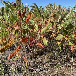 Сумах уксусный Рус тифина (Rhus typhina)
