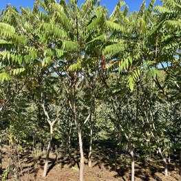 Сумах уксусный Рус тифина (Rhus typhina)