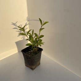 Бирючина обыкновенная Лигуструм вульгаре (Ligustrum vulgare)