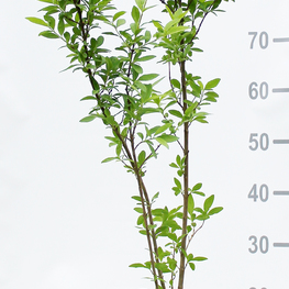 Бирючина обыкновенная Лигуструм вульгаре (Ligustrum vulgare)