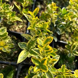 Бирючина обыкновенная Ауреа (Aurea)