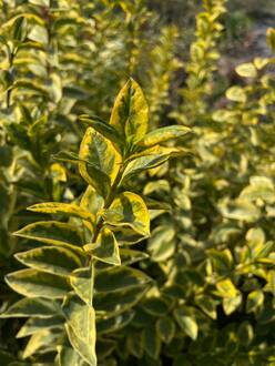 Бирючина обыкновенная Ауреа (Aurea)