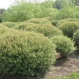 Ива Пурпурная Нана (Nana) кустарниковая