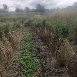 Ива Пурпурная Нана (Nana) кустарниковая