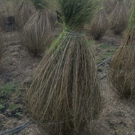 Ива Пурпурная Нана (Nana) кустарниковая