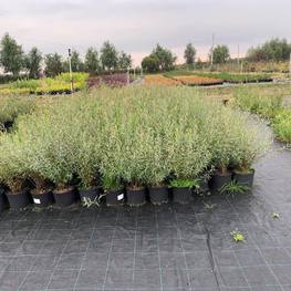 Ива Пурпурная Нана (Nana) кустарниковая