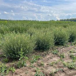 Ива Пурпурная Нана (Nana) кустарниковая