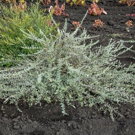 Ива ползучая Саликс репенс (Salix repens)
