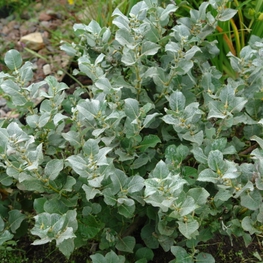 Ива мохнатая Ланата (Lanata)