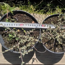 Ива ползучая Аргентеа (Argentea)