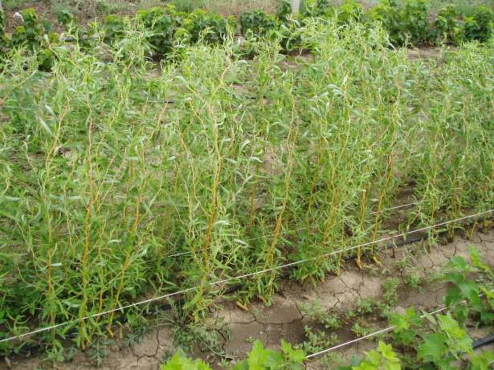 Ива Матсудана