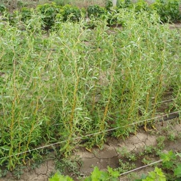 Ива Матсудана