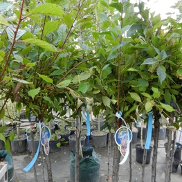 Миндаль Прунус дульцис (Prunus dulcis)