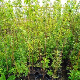 Миндаль Прунус дульцис (Prunus dulcis)